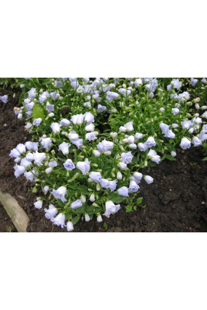 Кущик Campanula `Elizabeth Oliver` із зеленим листям і квітами